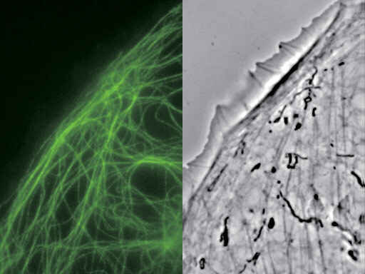 PTK-1 cells