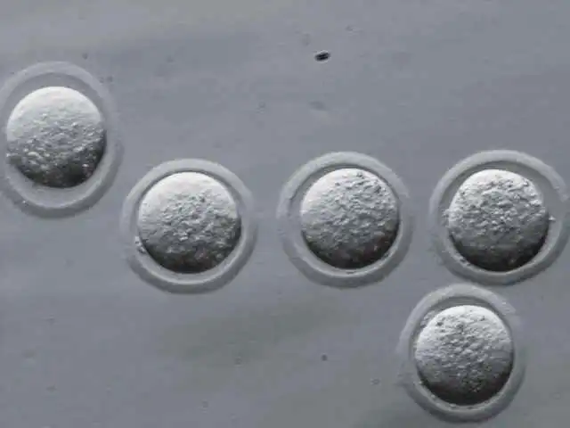 Mouse embryos