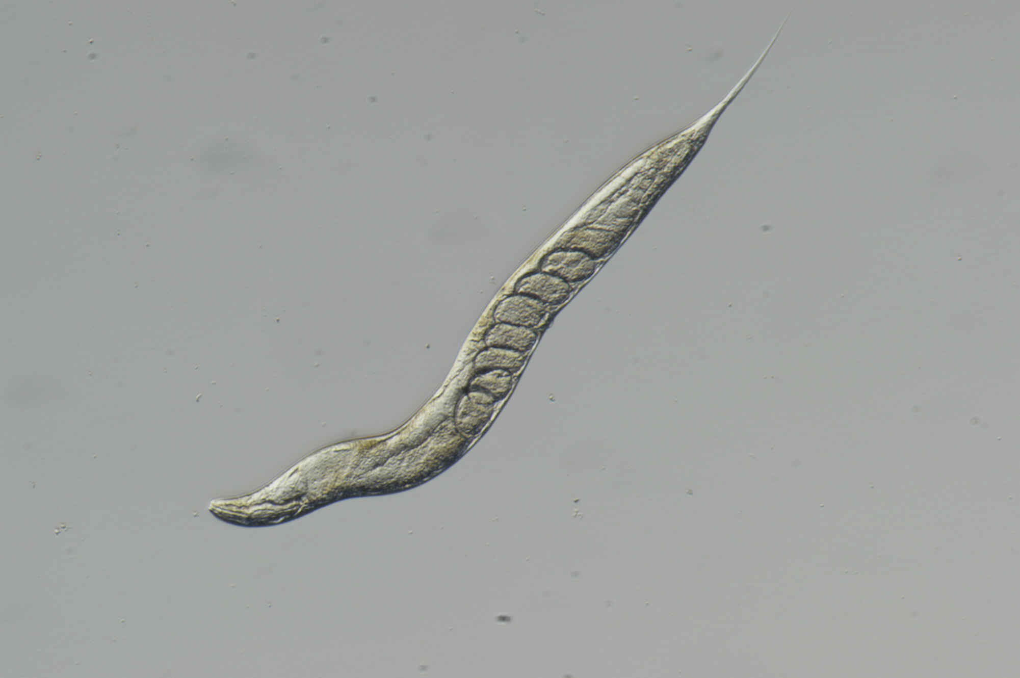 OCC照明