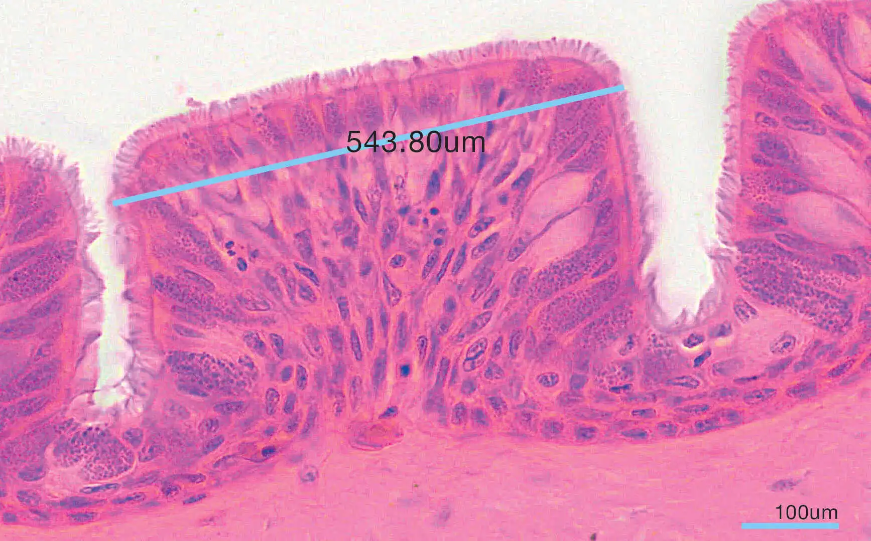 Capable of simple measurements