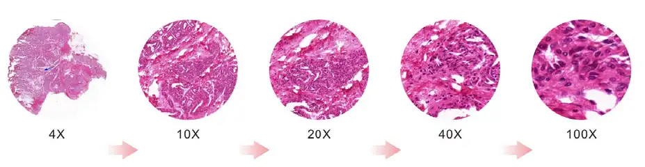 Maintains comfortable brightness when switching magnifications