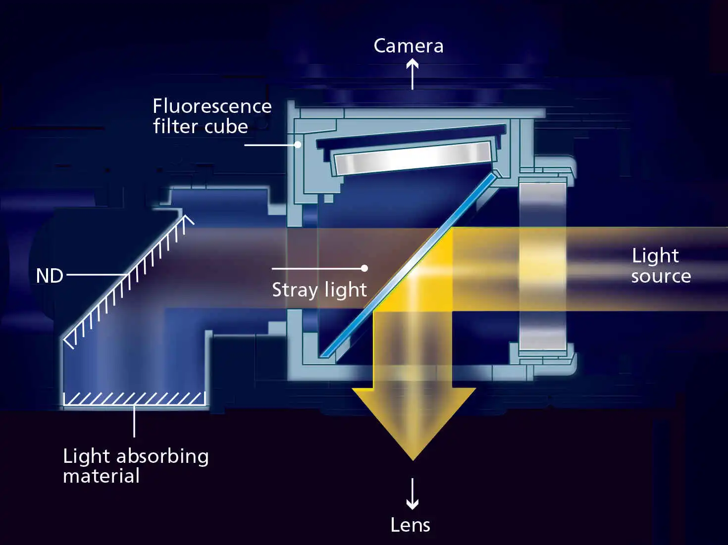 Fluorescence noise elimination