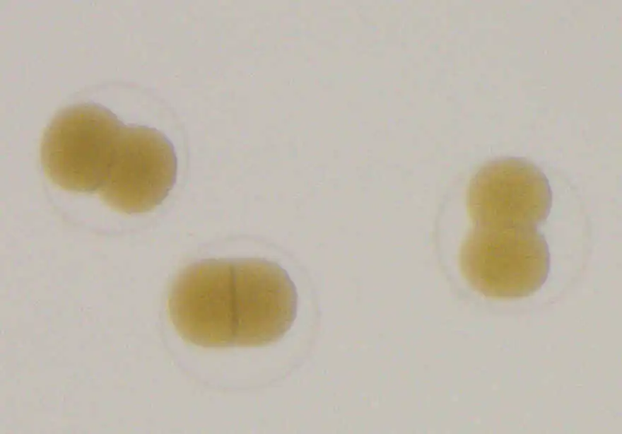 透射明场照明。