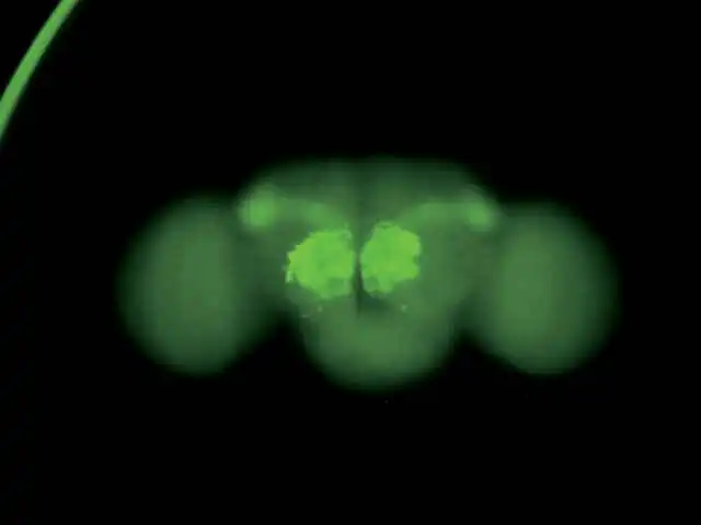 成熟果蝇的大脑