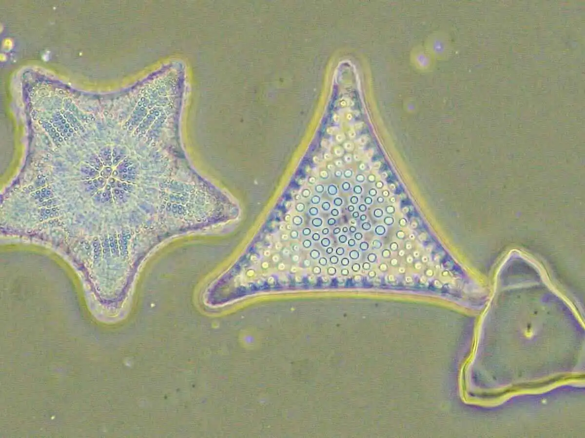 Phase contrast observation