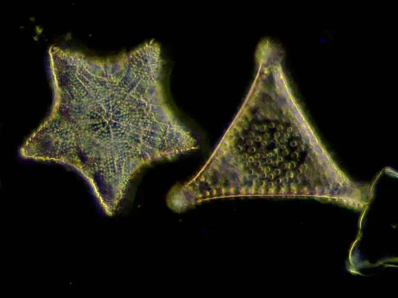 Darkfield observation