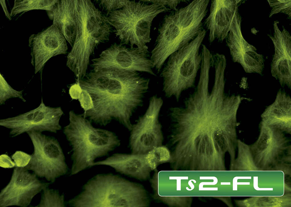 TS2-FL落射荧光