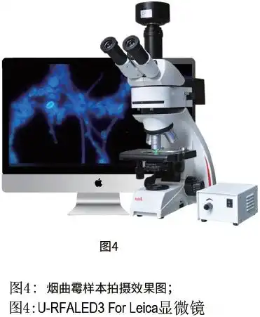 烟曲霉效果图 烟曲霉效果图