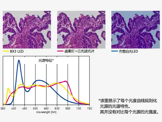 针对病理学和细胞学设计的明亮LED照明