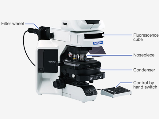 Motorized Components
