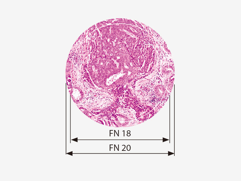 视场数20（FN）