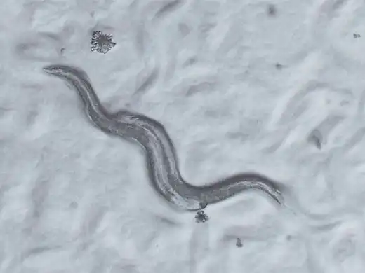 秀丽隐杆线虫