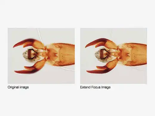 cellSens景深拓展